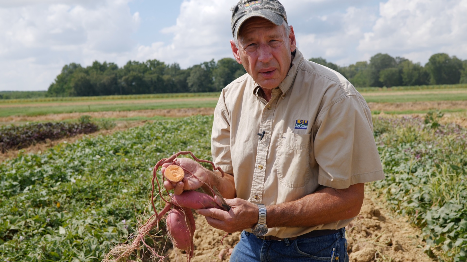 Sweet Potato Research Station virtual field day features newest varieties, improved techniques 